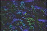 bacteria1 bacteria1