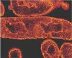 bacteria2