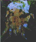 dustmite